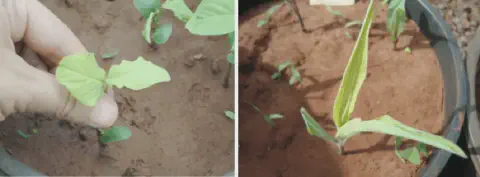 composição de duas fotografias que ilustram problemas comuns no estágio inicial de desenvolvimento de culturas