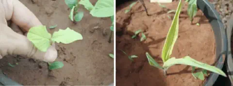 composição de duas fotografias que ilustram problemas comuns no estágio inicial de desenvolvimento de culturas