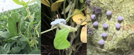 Esta imagem é uma composição de três fotografias que ilustram diferentes ameaças fitossanitárias na cultura da soja. A primei