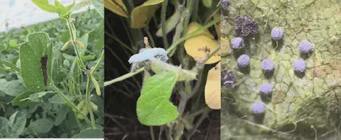 Esta imagem é uma composição de três fotografias que ilustram diferentes ameaças fitossanitárias na cultura da soja. A primei