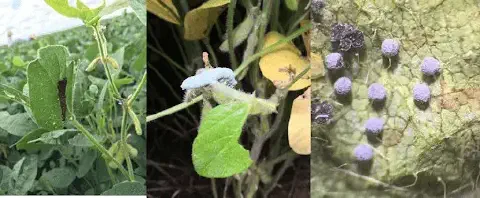 Esta imagem é uma composição de três fotografias que ilustram diferentes ameaças fitossanitárias na cultura da soja. A primei