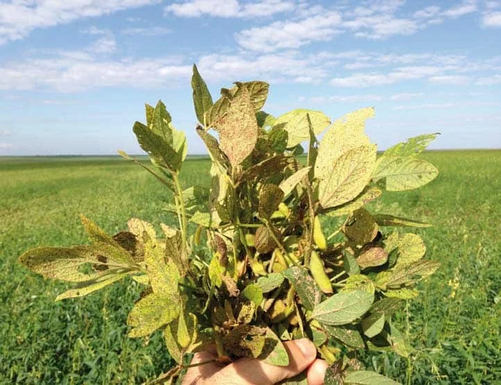 A imagem exibe, em primeiro plano, a mão de uma pessoa segurando um feixe de plantas de soja severamente danificadas. As folh