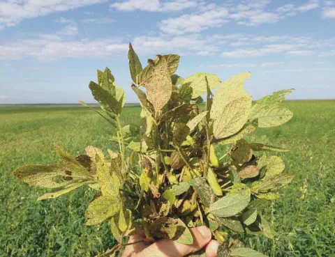 A imagem exibe, em primeiro plano, a mão de uma pessoa segurando um feixe de plantas de soja severamente danificadas. As folh