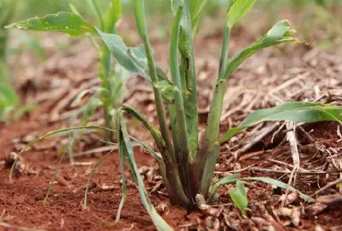 close-up da base de uma planta jovem de milho em seus estágios iniciais de desenvolvimento. A planta, com f