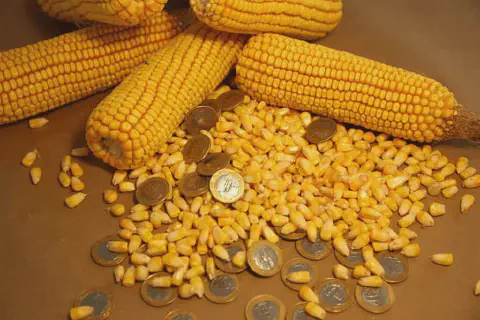 várias espigas de milho e grãos debulhados espalhados sobre uma superfície marrom. Misturadas aos grãos de mil