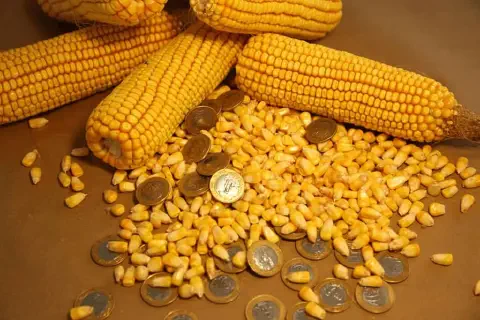 várias espigas de milho e grãos debulhados espalhados sobre uma superfície marrom. Misturadas aos grãos de mil