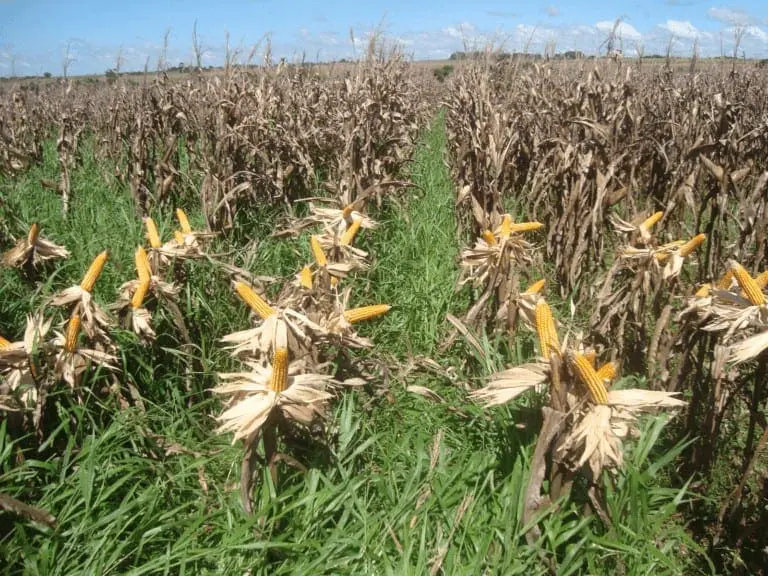 lavoura de milho em estágio avançado, provavelmente próximo à colheita, evidenciado pelas plantas secas