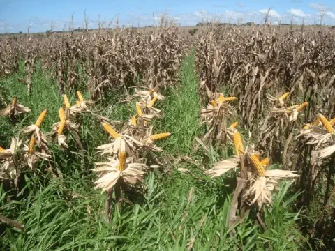 lavoura de milho em estágio avançado, provavelmente próximo à colheita, evidenciado pelas plantas secas