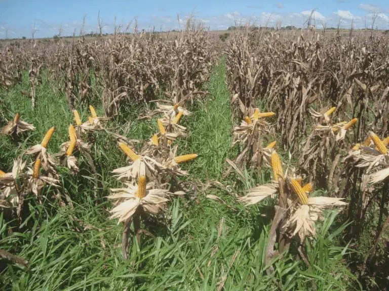Prejuízos na Lavoura de Milho: Como Identificar e Controlar lavoura de milho em estágio avançado, provavelmente próximo à colheita, evidenciado pelas plantas secas