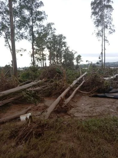 Prejuízos por tempestade: a importância do seguro rural cenário de devastação em uma área rural, provavelmente após a passagem de um evento climático extremo, co