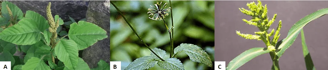 composição de três fotografias, rotuladas como A, B e C, cada uma exibindo uma espécie diferente de planta daninha.