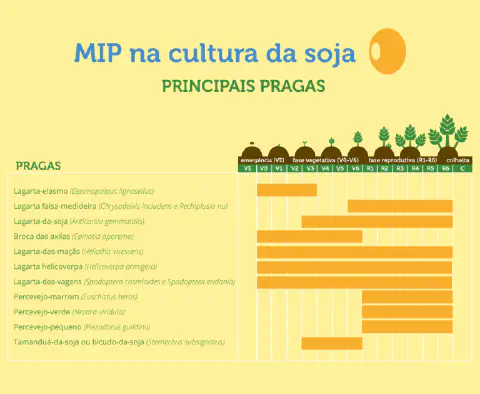 Este é um infográfico informativo sobre o Manejo Integrado de Pragas (MIP) na cultura da soja. Com um fundo amarelo claro e t