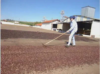 etapa fundamental do processamento de café em uma fazenda. Em um amplo terreiro de secagem, sob um céu a