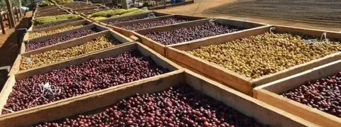 pátio de secagem de café, onde diversos lotes de grãos estão dispostos em grandes caixas de madeira, conhec