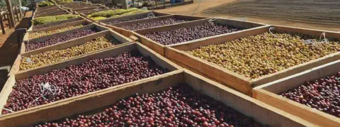 pátio de secagem de café, onde diversos lotes de grãos estão dispostos em grandes caixas de madeira, conhec
