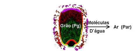 diagrama técnico que ilustra o processo de transferência de umidade de um grão para o ar circundante. No centro