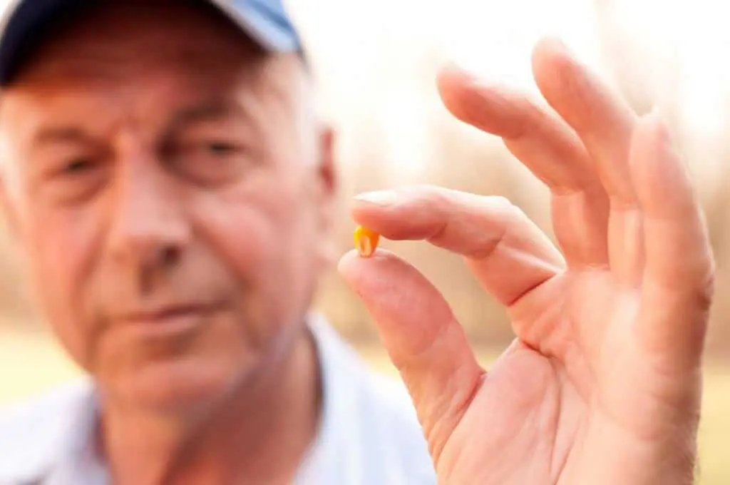 close-up focado na mão de um agricultor experiente, que segura delicadamente um único grão de milho ent