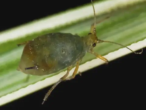 uma fotografia macro de um pulgão, um pequeno inseto sugador de seiva, posicionado sobre a folha de uma planta
