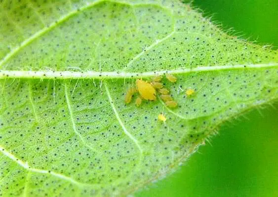 Pulgão na Lavoura: Como Identificar a Infestação na Folha uma visão macro da parte inferior de uma folha de planta, provavelmente de soja, infestada por pulgões. No cen