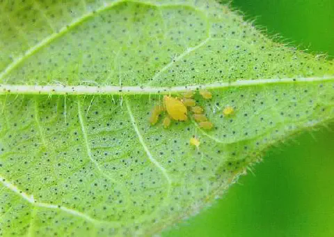 Esta imagem macro exibe a face inferior de uma folha de planta verde-clara, detalhando uma infestação de pulgões. No centro,