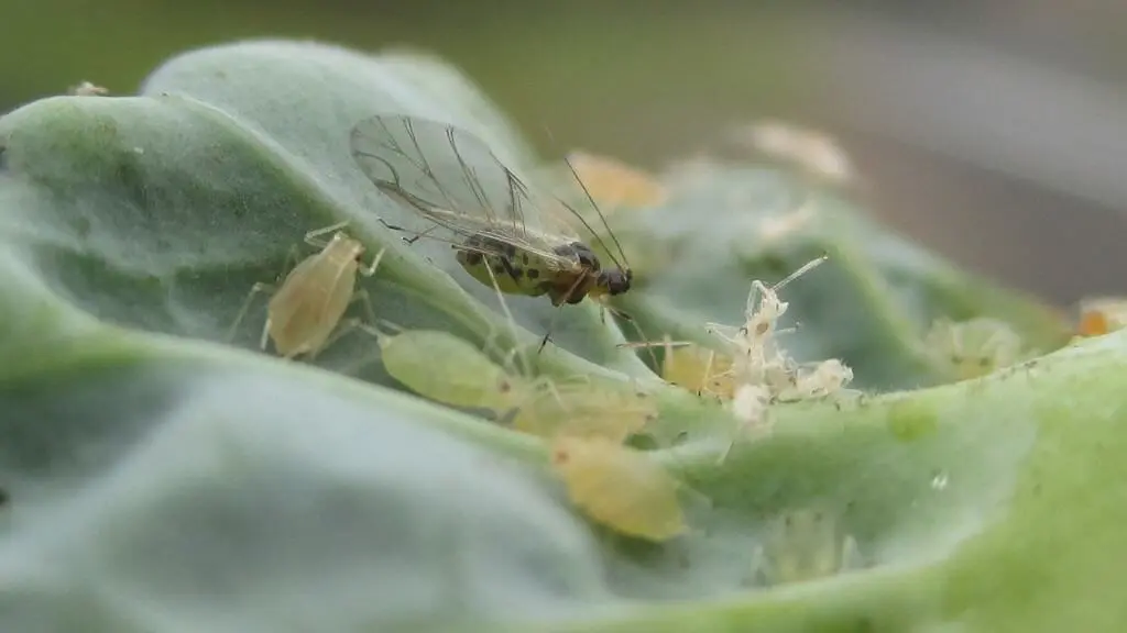 Esta é uma imagem macro que captura uma colônia de pulgões infestando a superfície de uma folha verde. Em destaque, um pulgão