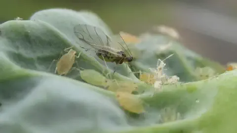 Esta é uma imagem macro que captura uma colônia de pulgões infestando a superfície de uma folha verde. Em destaque, um pulgão