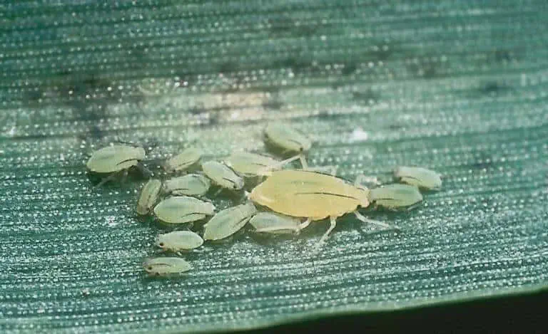 uma fotografia macro de uma colônia de pulgões infestando a superfície de uma folha verde, provavelmente de um