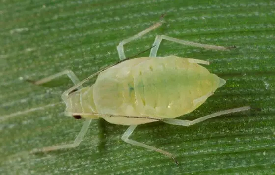 Esta é uma imagem macro de um pulgão (afídeo) sobre a superfície de uma folha verde. O inseto, de cor verde-clara e corpo tra