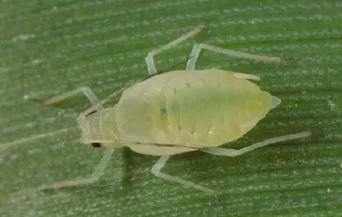 Esta é uma imagem macro de um pulgão (afídeo) sobre a superfície de uma folha verde. O inseto, de cor verde-clara e corpo tra