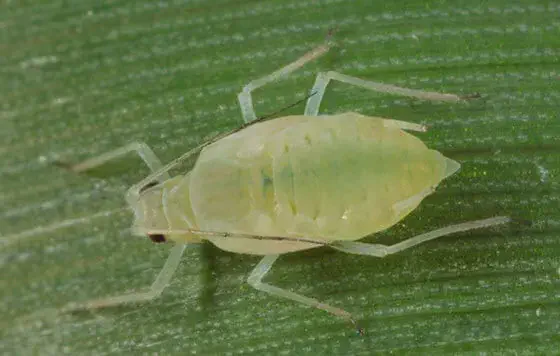 Esta é uma imagem macro de um pulgão (afídeo) sobre a superfície de uma folha verde. O inseto, de cor verde-clara e corpo tra