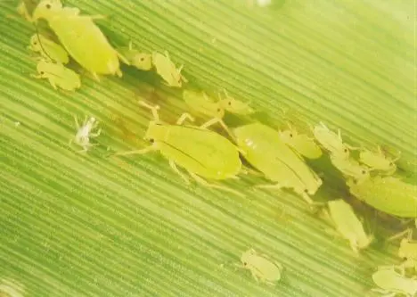 uma fotografia macro de uma colônia de pulgões (afídeos) sobre a superfície de uma folha verde. Os insetos, de