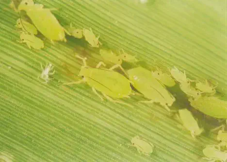 uma fotografia macro de uma colônia de pulgões (afídeos) sobre a superfície de uma folha verde. Os insetos, de