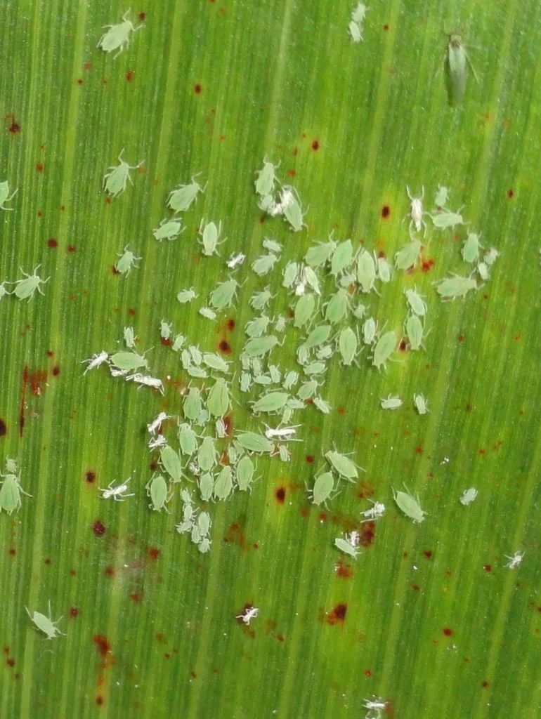 Pulgão na Lavoura: Como Identificar e Fazer o Manejo close-up de uma folha de cultura agrícola, provavelmente milho ou sorgo, com uma infestação severa de pulg