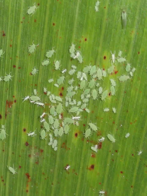 close-up de uma folha de cultura agrícola, provavelmente milho ou sorgo, com uma infestação severa de pulg