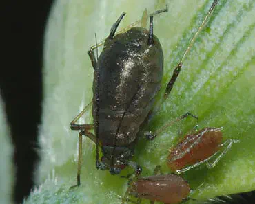 fotografia macro que exibe um pulgão adulto, de cor escura e corpo brilhante, sobre uma folha verde. O inseto