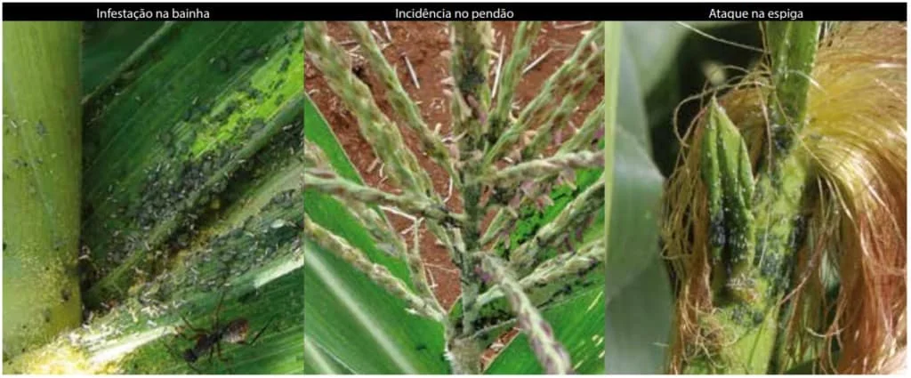 composição de três fotografias em close-up que ilustram uma infestação severa de pulgões em diferentes partes
