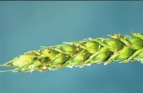 uma fotografia em close-up (macro) de uma espiga de trigo verde, ainda em fase de desenvolvimento. A espiga es