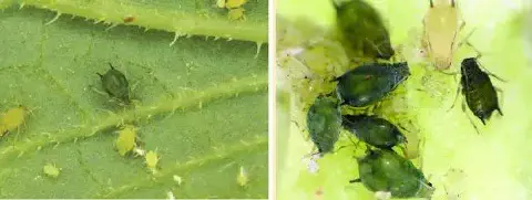 composição de duas fotografias macro que exibem pulgões (afídeos) em uma folha de planta. No painel esquerdo,