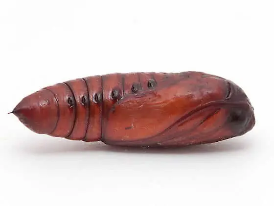 uma fotografia macro de alta qualidade de uma pupa de inseto, isolada sobre um fundo branco. O espécime possui