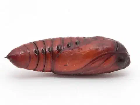 uma fotografia macro de alta qualidade de uma pupa de inseto, isolada sobre um fundo branco. O espécime possui
