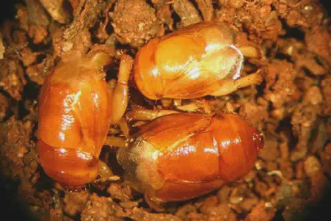 uma fotografia macro de três pupas de inseto, provavelmente do coró-da-soja (Migdolus fryanus), uma praga agrí