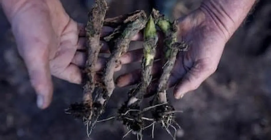 close-up das mãos de um agricultor segurando quatro mudas de plantas, provavelmente toletes de cana-de-açúc