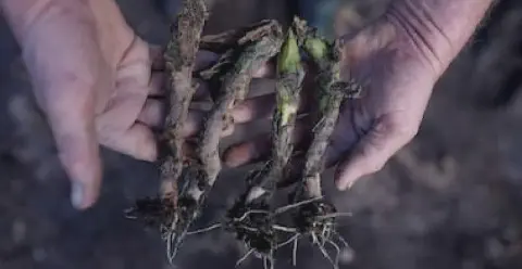 close-up das mãos de um agricultor segurando quatro mudas de plantas, provavelmente toletes de cana-de-açúc