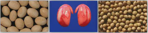 composição de três painéis que exibem diferentes aspectos e qualidades de grãos de soja. O painel da esquerda