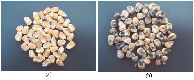 comparação visual direta entre dois lotes de grãos de milho, dispostos sobre uma superfície escura e n