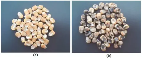 comparação visual direta entre dois lotes de grãos de milho, dispostos sobre uma superfície escura e n