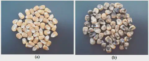 comparação visual direta entre dois lotes de grãos de milho, dispostos sobre uma superfície escura e n