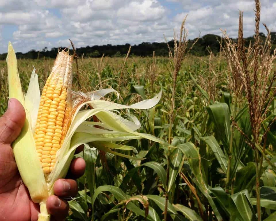 close-up da mão de um agricultor ou agrônomo segurando uma espiga de milho recém-colhida, com a palha par