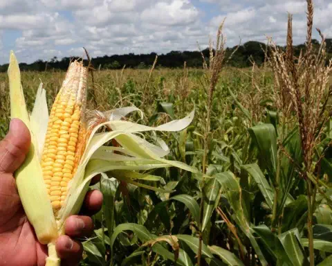 close-up da mão de um agricultor ou agrônomo segurando uma espiga de milho recém-colhida, com a palha par