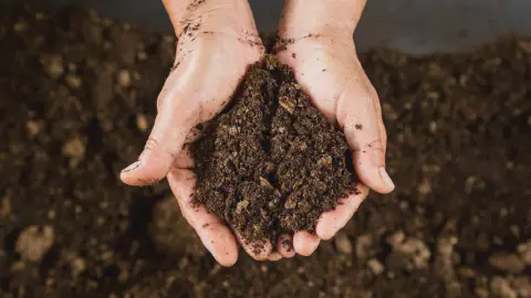 close-up de duas mãos em concha, segurando uma porção de terra escura e aparentemente fértil, rica em matér